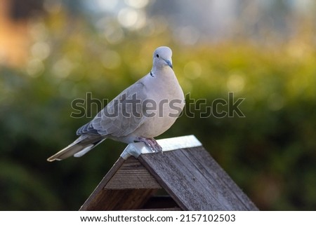 A shallow focus shot of a Eurasian collared dove standing on a wooden nest box