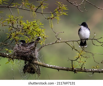 964 Eastern kingbird Images, Stock Photos & Vectors | Shutterstock