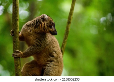 A shallow focus shot of a golden bamboo lemur hanging on tree branch in bright sunlight with blurred green background