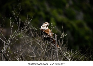 A shallow focus shot of a laughing kookaburra bird perched on the branch of a dead tree with blur background - Powered by Shutterstock