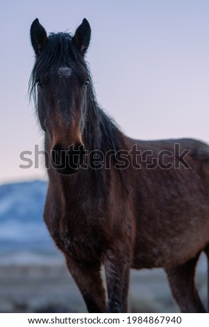 Image, Stock Photo Brown horse standing on a green field