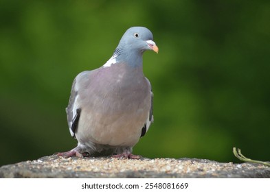 A shallow focus shot of a pigeon bird perched on a flat rock - Powered by Shutterstock