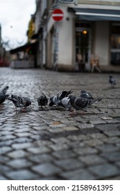 A shallow focus shot of pigeons eating from the ground outdoors on a blurred background of the city