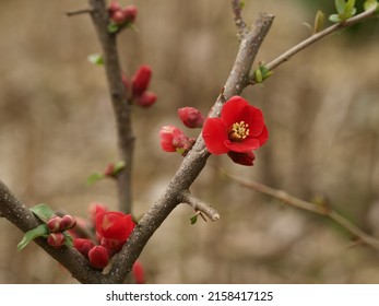 A shallow focus shot of Pseudocydonia Sinensis or Chinese quince flowers