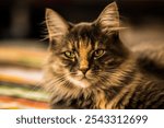 A shallow focus shot of a Siberian cat looking sharp at the camera with blur background