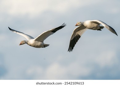 A shallow focus shot of two adorable snow geese in flight with open wings - Powered by Shutterstock