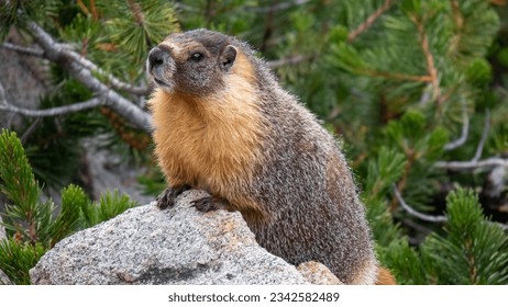 A shallow focus shot of a Yellow-bellied marmot animal on a stone with green plants in the background in John Muir Trail, California