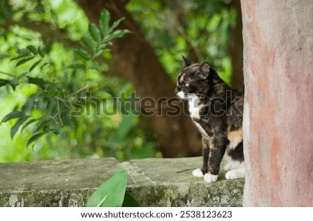 A shallow focus side shot of a three-colored Calico cat with the green tree in the background