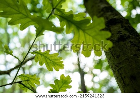 Shallow focus of a single oak tree leaf seen on the left side of the image. Taken looking vertical in a dense woodland area.