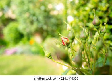 Shallow Focus Of A Single Rose Bud Seen On An Ornate Rose In A Rose Garden.