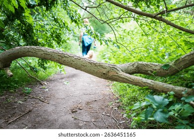 Shallow focus of a small fallen tree seen blocking a nature trail path in a forest in Britain. A female dog walker can be seen on the path.