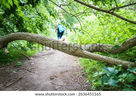 Shallow focus of a small fallen tree seen blocking a nature trail path in a forest in Britain. A female dog walker can be seen on the path.