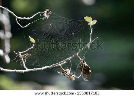 Similar – verschwommen Umwelt Natur