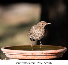 A shallow focus of a thrush bird perching on a flower pot - Powered by Shutterstock