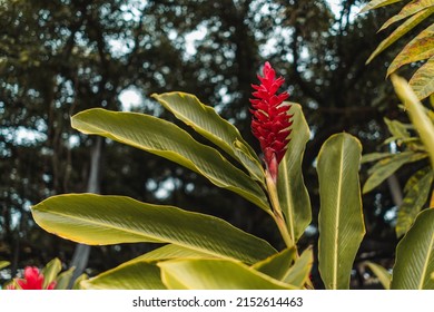 A Shallow Focus Of A Tropical Red Ginger Flower Plant Leaves With Green Bokeh Landscape Background