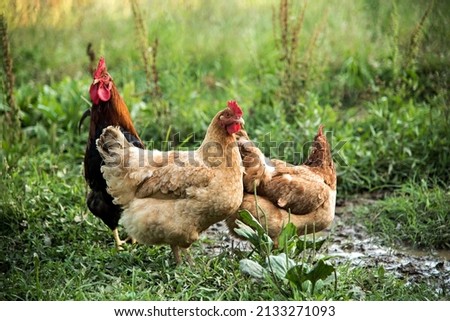Similar – Image, Stock Photo Chickens on meadow. Food