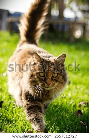 A shallow focus vertical image of a brown cat walking on grass toward the camera