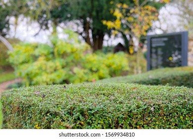 Shallow Focus Of A Well Maintained Privet Hedge Seen At The Entrance To  An English Botanical Gardens And Maze. A Distant, Out Of Focus Sign Shows Visitors Directions Within The Gardens.