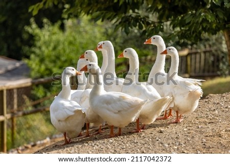 A shallow focus of white geese gathered in a gaggle Stockfoto © 