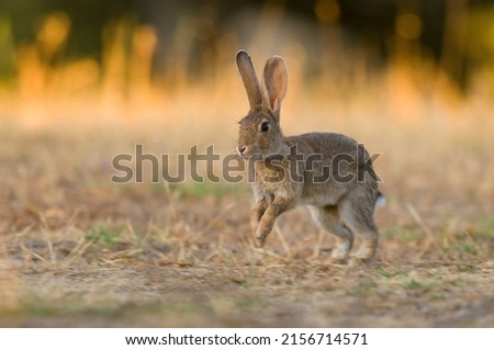 A shallow focus of a wild rabbit jumping on the grass at sunrise in west Spain