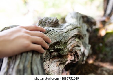 Shallow Focus Woman Hand Holding A Textured Tree