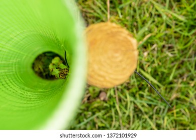Shallow Focus Of A Young Sapling Tree Seen Growing In A Makeshift, Plastic Tube To Protect It Being Eaten By Wild Animals. Attached To A Wooden Stake In A Public Area.