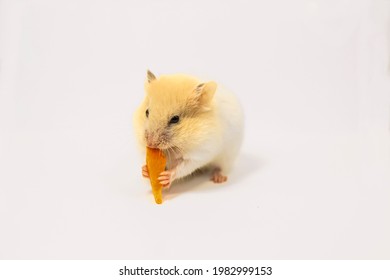 Shallow Focus.Cute, Small, White Hamster With Appetite Eating Carrot, Low Angle Viev.