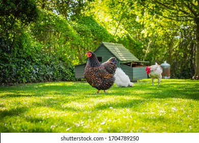 Shallow, ground level view of an adult Wyandotte hen having left the distant chicken house after laying her egg. Seen with a small, free range flock kept for there eggs in a garden. - Shutterstock ID 1704789250