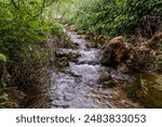 The shallow never drying Tsalmon stream flows between banks overgrown with greenery. in northern Israel