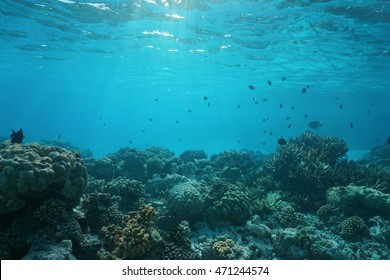 Shallow Ocean Floor With Coral Reef And Fish, Natural Scene, Rangiroa Lagoon, Pacific Ocean, French Polynesia