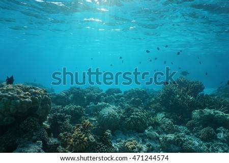 Shallow ocean floor with coral reef and fish, natural scene, Rangiroa lagoon, Pacific ocean, French Polynesia