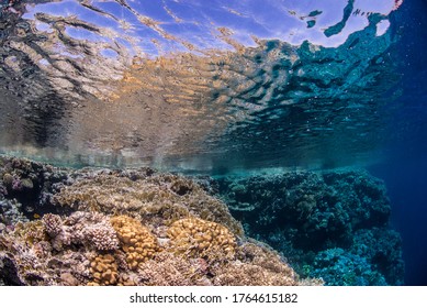 Shallow Part Of A Beautiful Fringing Reef