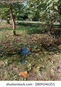 Shallow puddle with floating brown fallen leaves and green algae on a waterlogged ground in a tropical garden or park during the daytime