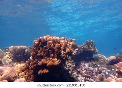 The Shallow Reef Flat Is The Most Diverse
And Productive Marine Ecosystem And Provide High Species Diversity.
