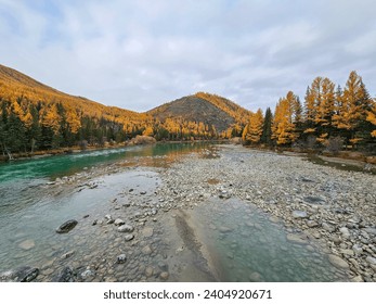 Shallow river and many river rocks. Low water season. Wide shallow river in late autumn, the Argut mountain river in Altai.