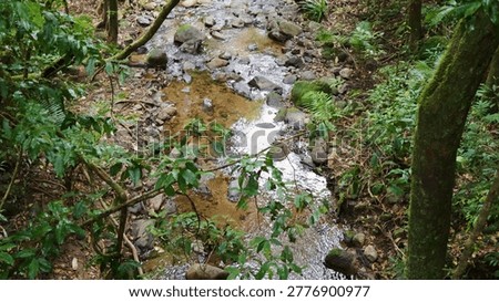 A shallow rocky stream meanders through dense green foliage in a tropical Australian rainforest.