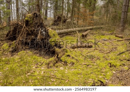 shallow root system of a fallen tree, spruce roots, fallen tree in the forest, storm, effects of strong winds