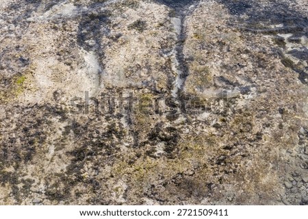 Shallow Seabed with Algae and Sandy Texture