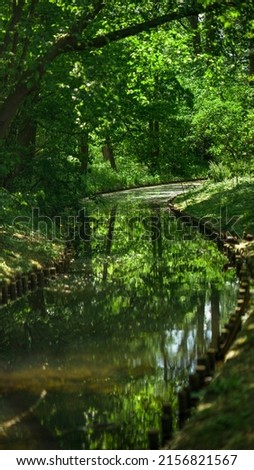 shallow stream. Small river in the park.