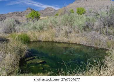 Shallow turquoise spring pool at Ash Meadows National Wildlife Refuge, surrounded by eroded desert mountains, reeds, and scattered shrubs and small trees — the natural habitat of the rare blue pupfish.	