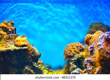 Shallow underwater without fishes