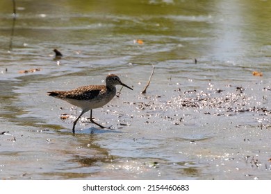 Sandpiper, Wood sandpiper in Shallow Water (Tringa glareola) Wader Bird Sandpiper