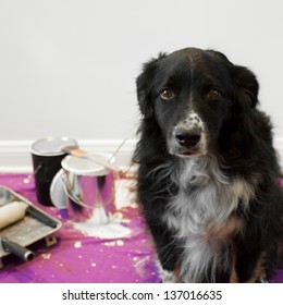 A Shame Faced Dog At The Scene Of A Messy Painting Project