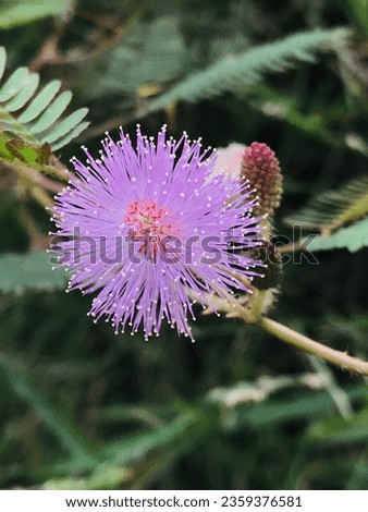 Shame-plant  - Thottavadi poov _ purple color