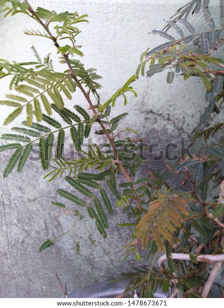 Shami Plant Which Address God Shani Stock Photo Edit Now