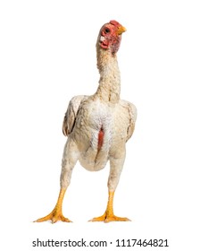 77 Shamo chicken Images, Stock Photos & Vectors | Shutterstock