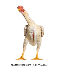 77 Shamo chicken Images, Stock Photos & Vectors | Shutterstock