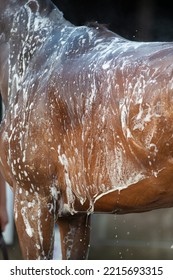 Shampooing A Horse Or Horse Bathing Close Up Of Horses Middle And Back With Shampoo Soap Suds Bay Horse Being Bathed Or Washed With Shampoo Outside In The Daytime Vertical Format With Room For Type 