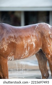 Shampooing A Horse Or Horse Bathing Close Up Of Horses Middle And Back With Shampoo Soap Suds Bay Horse Being Bathed Or Washed With Shampoo Outside In The Daytime Water Dripping From Horse Vertical