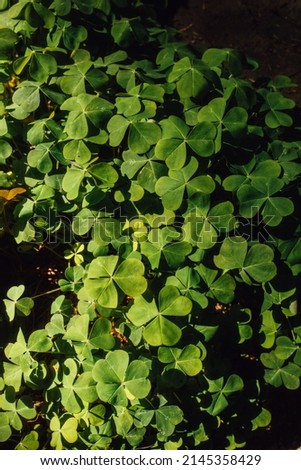 Shamrock background texture, young sprig, green three leaf clover